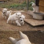 [이것좀봐줘] 얘들아 두살차이 <b>개오</b>바냐