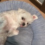 [댓글부탁해] 틱톡에서 <b>20살여자</b>랑 42살 남자 사귐ㅋㅋ