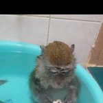 얘들아 <b>삼순</b>이 채널 봐라 진짜.. 개귀여움