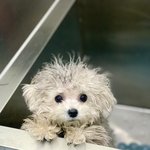 [강아지] 드라마 나온 강아지 2탄