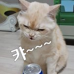 [고양이] (<b>통이</b>네)카~~~스