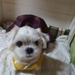 [강아지] 이아이 입양쳐있을까요..