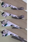 [고양이] 냥이에 <b>브이라인</b> 관리법