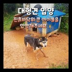 [강아지] 대형견 아이들 입양 좀 해주세요