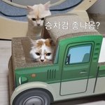 [고양이] (<b>통이</b>네)울 애들이 싸워요~