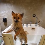 [강아지] 카레 견생네컷 찍고 왔어요~~~~~