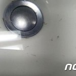 [이것좀봐줘] 수돗물<b>유충</b> 더심각함 개더러워미친ㅡㅡ