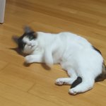 [드루와] 우리 고양이 개귀엽다