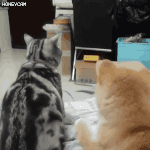 [드루와] 고양이 보면볼수록 너무 귀여운 <b>생물</b>인듯..