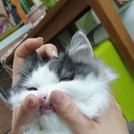 [고양이] 고냥이 <b>앞</b> <b>이빨</b>~~ 넘 귀요워