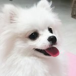 [강아지] <b>설탕</b>이 귀여울일인가??
