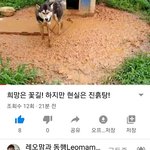 [강아지] 꽃길을 선물하고 싶지만 현실은..