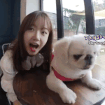 [강아지] 위키<b>미키</b> 최유정 반려견 망또