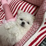 4개월 <b>미니비숑</b> 슈슈의 완전 귀여운 모먼트