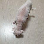 입양처를 구해요 (재업로드)