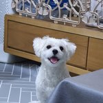 [강아지] 우리집 강아지 보고가<b>세영</b>