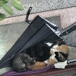 우리 집 마당에 살림차린 고양이들 어떻게 해야해요?