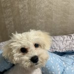 우리 애 <b>비숑</b>인데..
