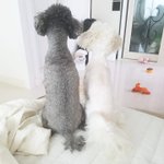 [강아지] 귀여운 울 댕댕이 <b>형제</b>