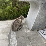 [고양이] <b>송파</b> 코리안숏헤어 주인찾아요..