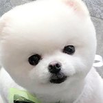 [강아지] 내이름은 김<b>산타</b>2
