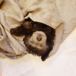 [강아지] <b>실버</b>푸들 전과 후 ㅋㅋㅋ