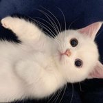 야둘아 집게핀 ㅈㅂ <b>사셈</b>