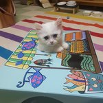 [고양이] 1년만에 이렇게 컸어요. 2탄