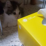 [고양이] 1년만에 이렇게 컸어요. 3탄