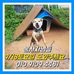 [강아지] 김제보호소 <b>봉사</b> 좀 와주세요
