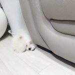 우리 애기 견생 2년차