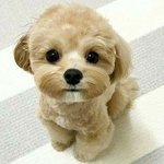 강아지 키우규시퍼ㅠㅠㅠㅠㅠ
