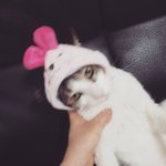 [고양이] <b>나도</b>있다 고냔이
