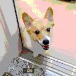 1군 <b>개이</b>돌 데뷔한다