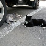 [이것좀봐줘] 졸지에 <b>캣맘</b> 됐네