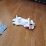 [강아지] 우리집 댕댕이 귀여워<b>죽음</b>ㅋ