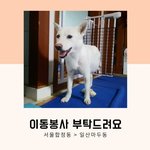 [강아지] 서울 합정동에서 <b>일산</b> 마두동