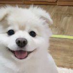 <b>버즈</b> 무슨색 살까