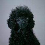 디오강아지 낭닥에 나오는 <b>박민</b>국교수 닮았어