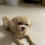 [강아지] 말티<b>푸</b> 율무