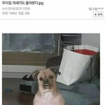 <b>디씨</b> 강아지 레전드