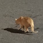 고양이 차에 치였어