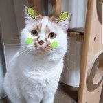 [고양이] (통이네) 우리집 냥이가 큰 죄를!