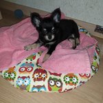 [강아지] 우리집 <b>루루</b> 2탄