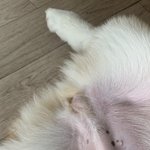 [강아지] 강아지 잠복<b>고환</b>