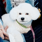 영단어 몇<b>회독</b>해야돼