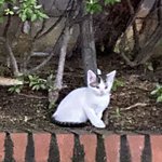 [댓글부탁해] 길고양이 사진 풀장!!