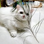 [고양이] <b>공작</b>털이 좋아좋아~~