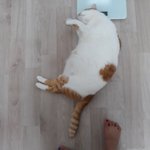 나의 동거묘 <b>도칠</b> '7월의 취침'