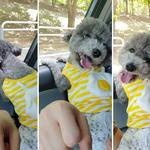[강아지] 계란<b>옷</b><b>입</b>은 귀여운 애봉 둘봉이 심쿵심쿵